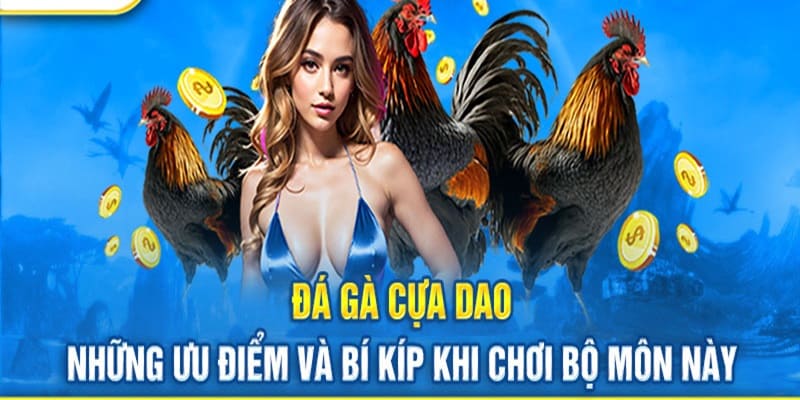 Đá Gà Cựa Dao - Hình Thức Chọi Kê Được Yêu Thích Nhất 2024 4 Lý do nên tham gia giải trí hình thức chọi gà cựa dao
